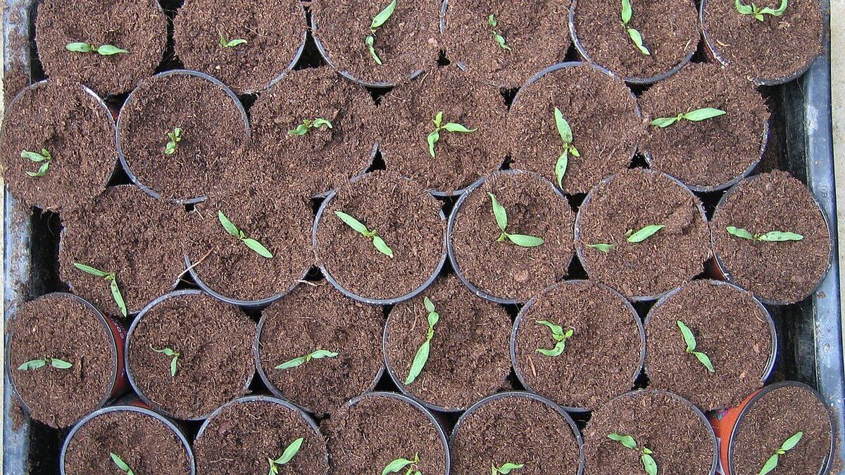 ��� �������� ������� �� ����������: ������� � ����������� ������