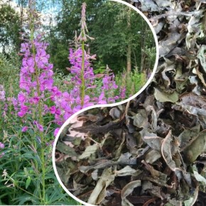 ��� ����������� ���������� ��������� ���������������� ����-��� � ������� �������� � ����������