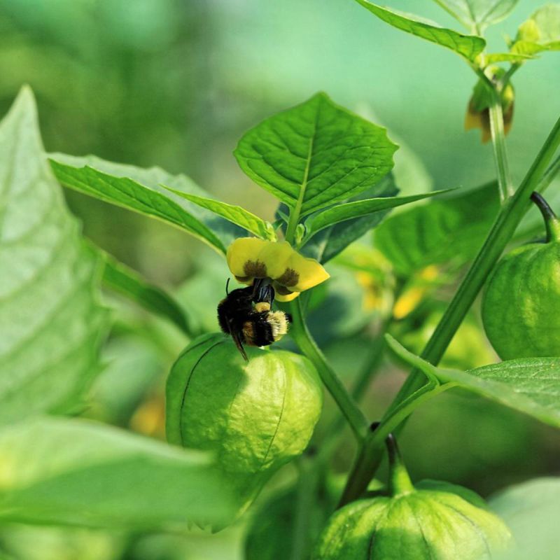 ������� �������: ������� ��������� ����������� � �������� ��������