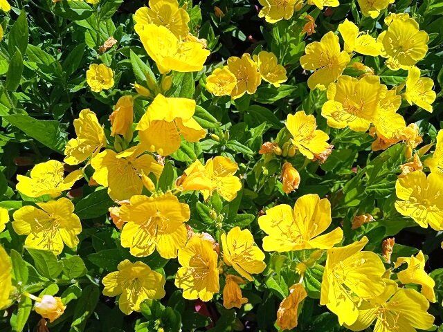 �������: ������� ��������� ����, ������� ������������