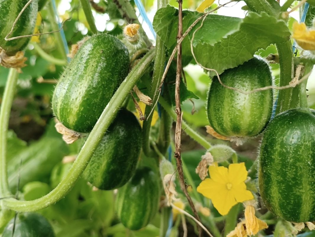 ��� ������� ������� ������� � ��������� ����� ����� ������ ������