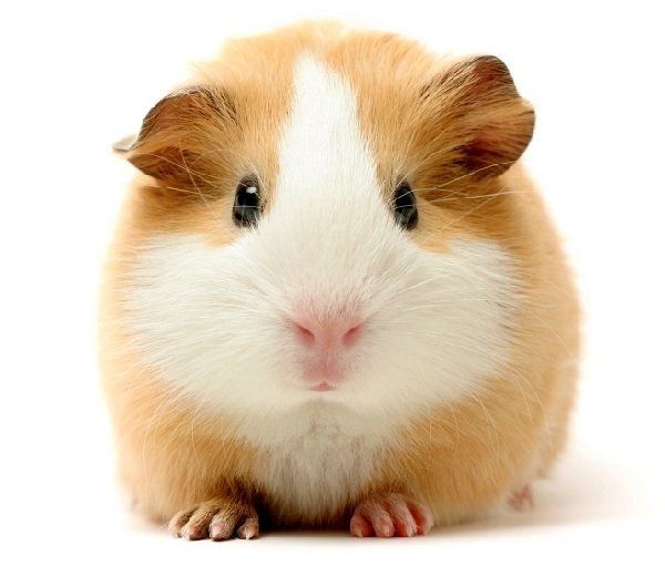 ������� ������ ��� �������: ��� ������� ��� �������?