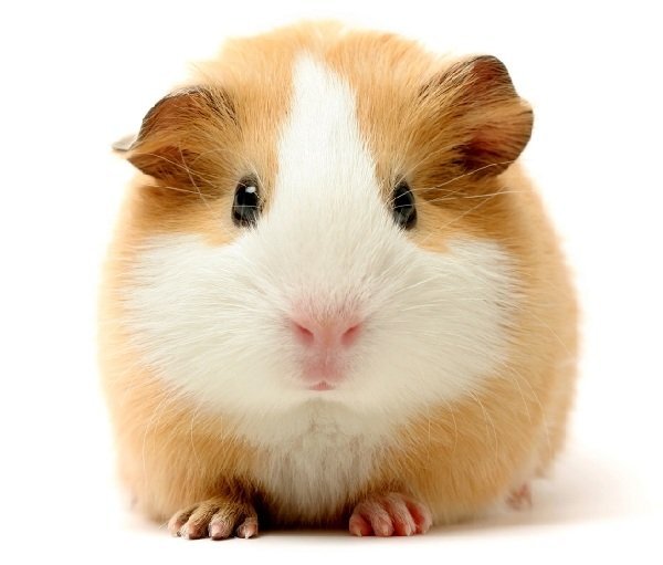Морская свинка или хомячок: что выбрать для ребенка?