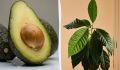 Как вырастить авокадо в домашних условиях: уникальные советы
