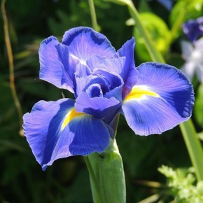 Тайны подготовки ирисов к зимнему сезону для великолепного цветения