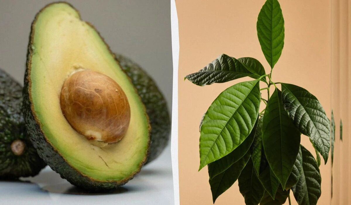 ��� ��������� ������� � �������� ��������: ���������� ������