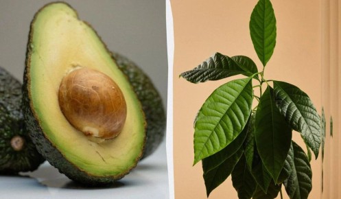 Как вырастить авокадо в домашних условиях: уникальные советы
