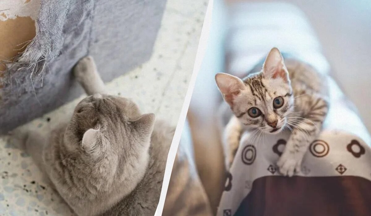 Как защитить мебель от когтей вашего кота: простые и эффективные советы