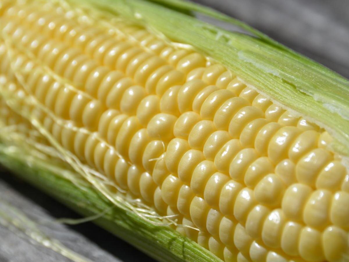 Как выбрать идеальный сорт кукурузы для вашего региона