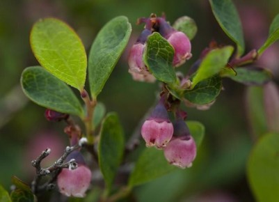 Древесная зола в огороде: как не повредить растения и где она помогает