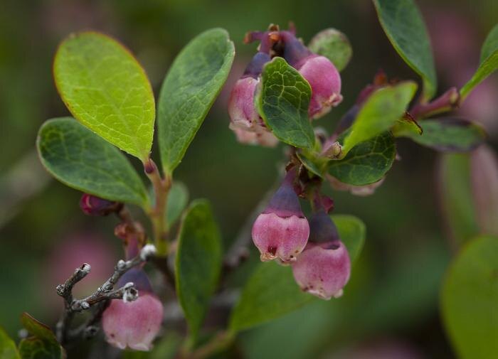 Древесная зола в огороде: как не повредить растения и где она помогает