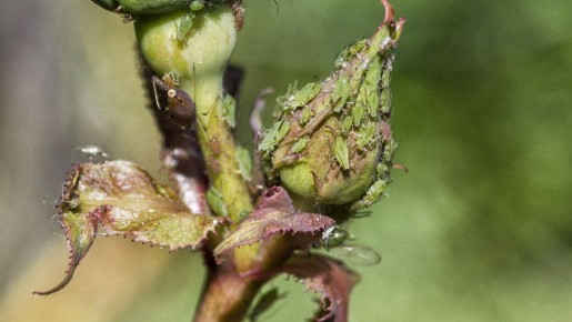 Эффективные способы защиты роз от тли
