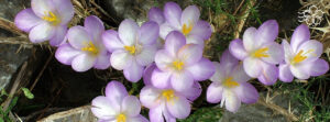Крокусы: красота и уход за восхитительными весенними цветами