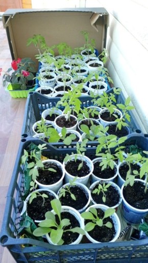 Как использовать пластиковые ящики из магазина на даче: полезные советы