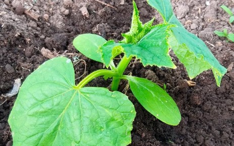 ��� ������ ������� ������ �����������: ������� �������� �������