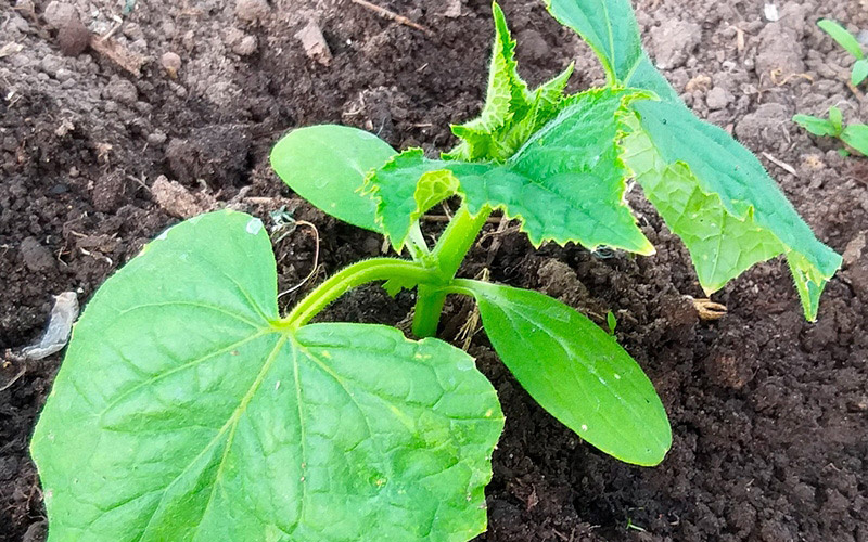 Как помочь рассаде быстро укорениться: секреты успешной высадки