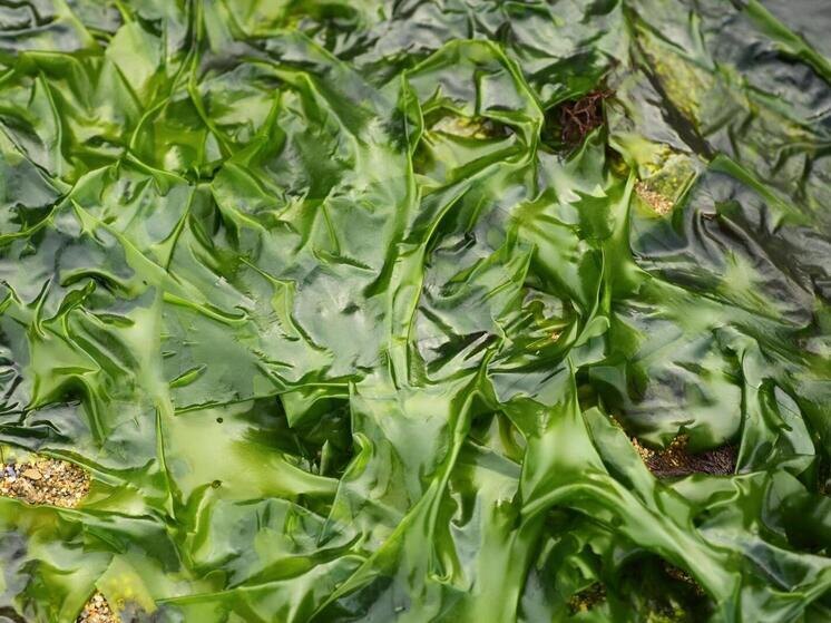 Польза и потенциальные риски морских водорослей в нашем рационе