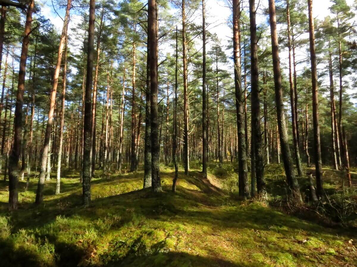 Лесные приключения: последние грибы сезона и картофельники в новгородском бору