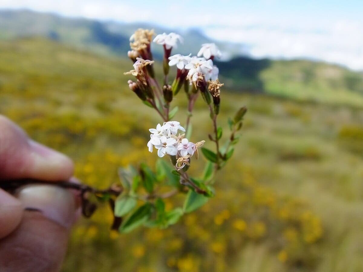 Стевия может стать эффективным оружием в борьбе с раком поджелудочной железы