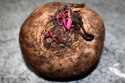 ������������ ������ �� ����: �������������� ���������