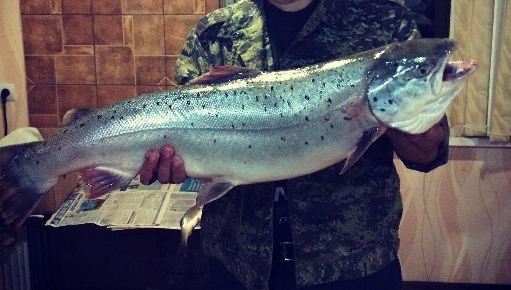 ������������ ������ (�����) (Salmo trutta labrax Pallas, 1814)