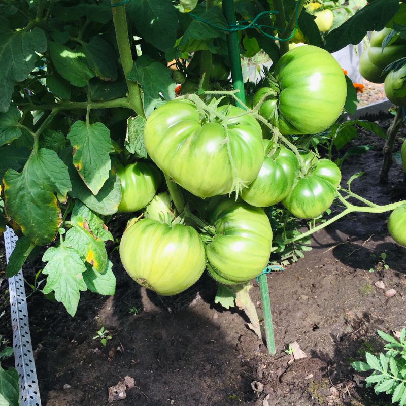 ��� ���������� ����� ����� ������� � ������: ������ ��� �����������