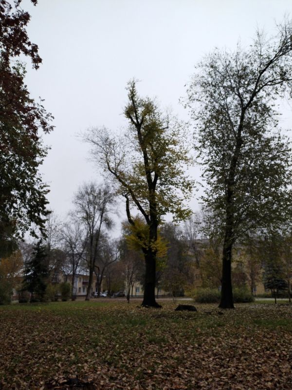 ������, ������ ���������