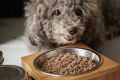 Каша для собак: что нужно знать от ветеринаров