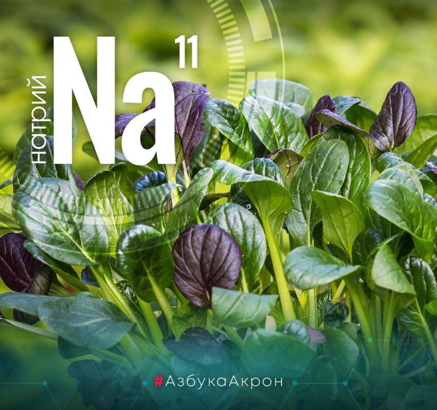 ������ � ����������: ����������� ������� ��� ����� ��������