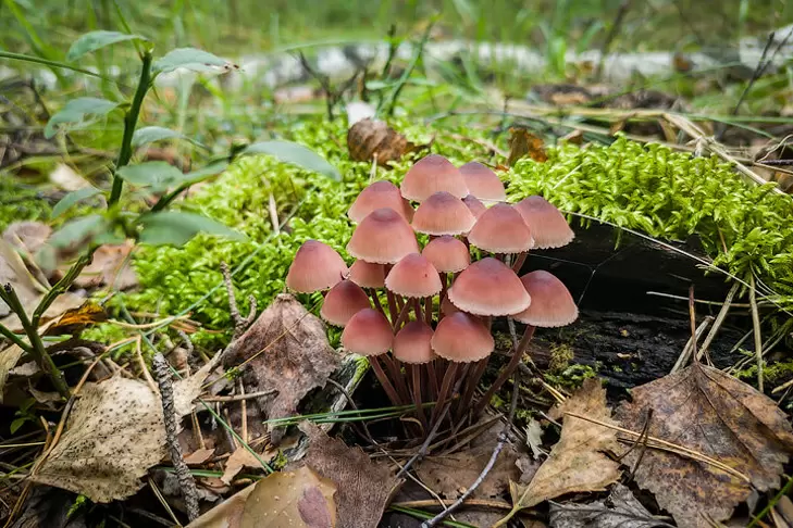 Сбор краснокнижных видов растений и грибов станет возможен только по специальным разрешениям