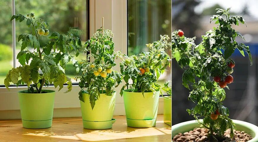 ����� � ������ ����� �� �����������: ������� ��������� �������