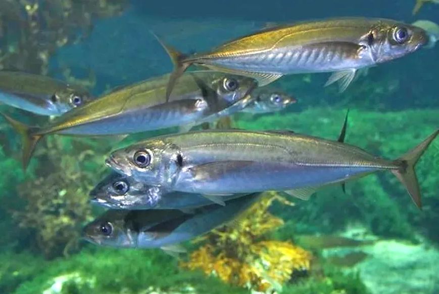 ��������: ����, ������� ����������� ����