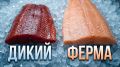������ ������: ��� ������� ���� ���������� ����� ����� � ��� ������� ��� ��������